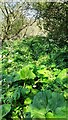 Overgrown footpath on south side of River Lyne