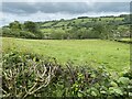 Grassland near Capel Hir