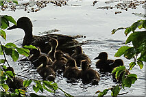 NJ3459 : Ducklings by Anne Burgess