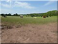 Cattle on Haughton Farm