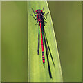 A large red damselfly at Drygrange