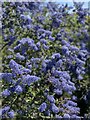 Ceanothus, Seaford open gardens