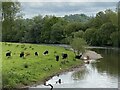SN5921 : Cattle grazing on the banks of the Tywi by Alan Hughes