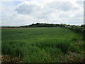 Wheat field and Wellington Belt