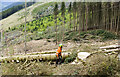 NN0961 : Preparing log for transport by Trevor Littlewood