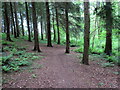 Llwybr coedog / Wooded path