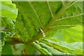 Horse-chestnut leaf miner moth