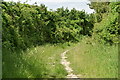 Track between high hedges near Goss Hill