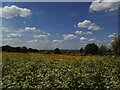 Meadow adjacent to Booth Holme Close