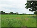 Crop land off Pool Lane