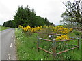 Roadside broom near Harthill