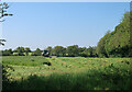 Silage cutting by Copland