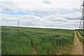 Pylons and wheat