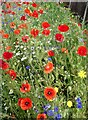 Wells Way wildflowers, Davington