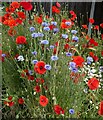 Wells Way wildflowers, Davington