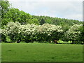 Hawthorn hedge