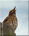 Song Thrush