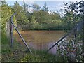 A Worrying Looking Pond, Kingshill Nature Reserve