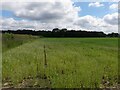 Field of wheat just north of Evelith Lane