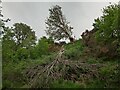 A Half-Snapped Tree