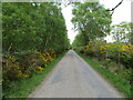 Gorse and tree-lined minor road near to Crocanord