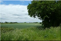 SE5630 : Farmland beside Morrets Lane by DS Pugh