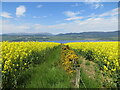 NH6262 : Fence-line between fields of oil seed rape by Peter Wood
