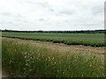 TL9233 : Farmland off Bures Road by Geographer