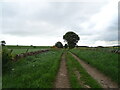 Track from Mansefield towards Tealinghill Wood