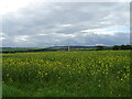 Oilseed rape crop west of Muiryfaulds