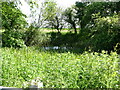 Overgrown pond