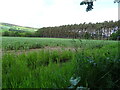 Crop field towards strip woodland