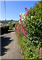 The South West Coast Path entering Coverack from the north