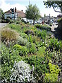 Plants by Congresbury Cross