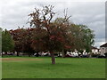 View of a red blossom tree in Parsloes Park