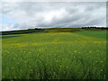 Oilseed rape crop near Howmuir