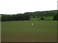 Young crop field with scarecrows, Carsegowniemuir