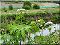 SD7909 : Giant Hogweed by the River Irwell by David Dixon