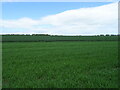 Cereal crop, Rosemount