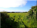 A field west of Trewillis, Coverack