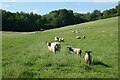 Pasture, Chute Forest