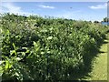 Wild flower bank