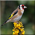 NT4936 : A goldfinch on gorse by Walter Baxter