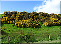 Gorse bank beside National Cycle Route 77