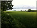 Field by River Sowe, Exhall, seen from Bowling Green Lane