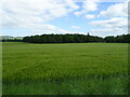 Cereal crop towards Lornie Wood