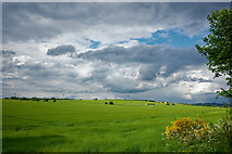 NH6853 : Farmland near Ballone, Black Isle by Julian Paren
