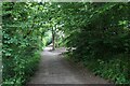 Wooded path by the River Ayr