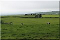 Dairy farmland at Coylton