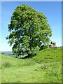 Ash tree and castle remains